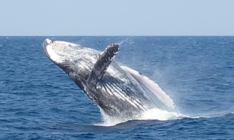 ホエールウォッチング